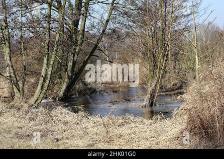 Zona umida con ontani in inverno Foto Stock