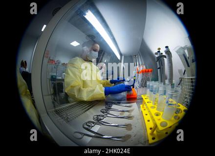 Greifswald, Germania. 01st Feb 2022. L'assistente tecnico medico Denise Dittmar prepara i campioni di tampone provenienti dai centri di test corona per l'esame presso l'Automat nel laboratorio PCR presso l'University Medical Center. Negli ultimi due anni sono stati testati oltre 170.000 campioni per il coronavirus nei laboratori del Friedrich Löffler Institute for Medical Microbiology. Ogni giorno vengono eseguiti tra 350 e 700 nuovi test PCR. Credit: Jens Büttner/dpa-Zentralbild/dpa/Alamy Live News Foto Stock