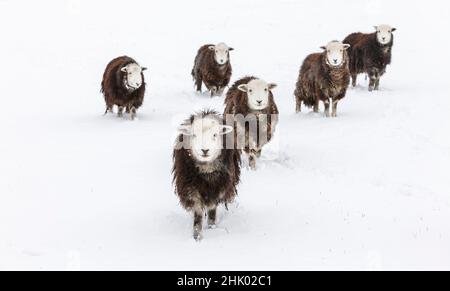 Pecora di Herdwick (pecora) nella neve Foto Stock