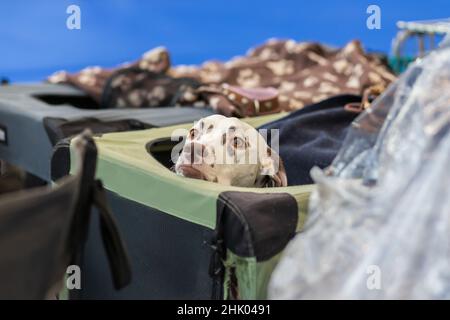 Grande cane bianco con macchie nere - Dalmazia è nel Corral. Foto Stock