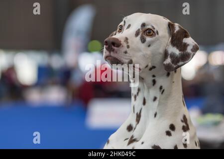 Grande cane bianco con macchie nere - Dalmazia è nel Corral. Foto Stock