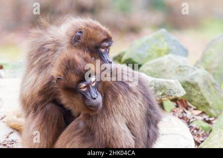 Due scimmie Macaca si siedono insieme e si accudono insieme. Foto ha bello bokeh. Foto Stock