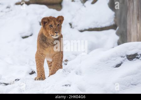 Un cucciolo di leone berbero sorge in un paesaggio invernale nella neve. Foto Stock