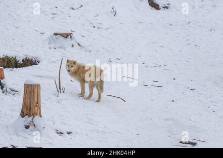 Un lupo bianco in un paesaggio invernale si erge sulla neve. Foto Stock