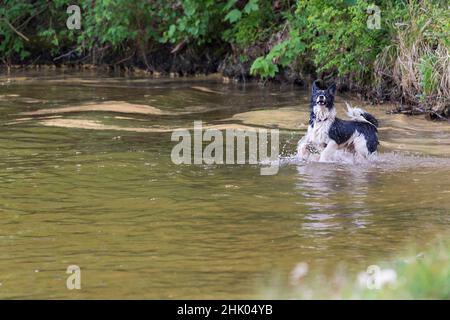 Il cane bianco e nero recupera un bastone dall'acqua. Gocce d'acqua stanno volando intorno a lui. Ha un'espressione terrorizzata. Foto Stock