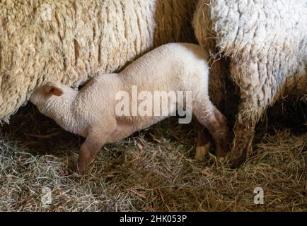 Famiglia di pecore con agnello in fienile in piccola fattoria rurale in Pennsylvania, Stati Uniti Foto Stock