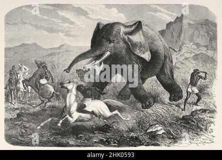 Scena di caccia. Elefante caccia di spada, Abissinia. Africa. Vecchio 19th secolo inciso illustrazione dall'esplorazione dei affluenti del Nilo di Abyssinia, 1861-1862 da Samuel Baker, le Tour du Monde 1870 Foto Stock