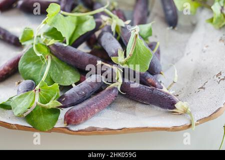 Piselli con podded viola Heritage su piatto satinato artigianale color crema con luce naturale Foto Stock