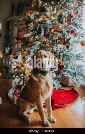 Giovane cucciolo Golden retriever seduto davanti all'albero di natale Foto Stock