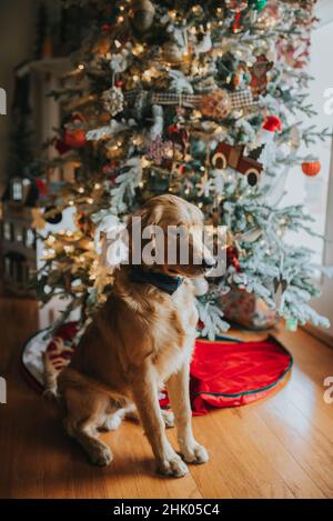 Giovane cucciolo Golden retriever seduto davanti all'albero di natale Foto Stock