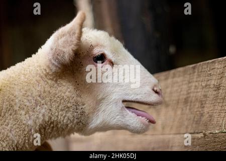 Baby agnello Bleating o Baaing per la madre pecora o pecora nel fienile con la lingua che sporge Foto Stock