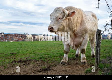 Bel toro Charolais potente in una mandria di mucche Foto Stock