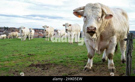 Bel toro Charolais potente in una mandria di mucche Foto Stock