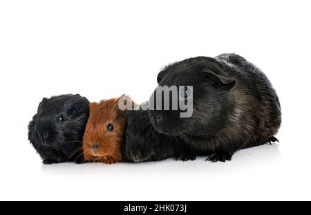 La cavia di fronte a uno sfondo bianco Foto Stock