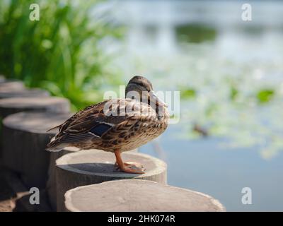 Femmina anatra di mallardo con in primavera lago riva, nel parco della città vicino fiume Moskva di proprietà Arkhangelskoye, regione di Mosca, Russia Foto Stock