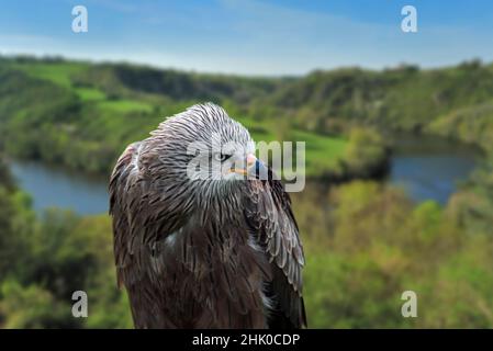 Ritratto close-up dell'aquilone nero europeo (Milvus migrans) di fronte alla valle del fiume Foto Stock