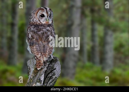 Gufo tawny / gufo marrone (Strix aluco / Strix Stridula) guardando indietro su ceppo di albero nella foresta di pini al tramonto Foto Stock