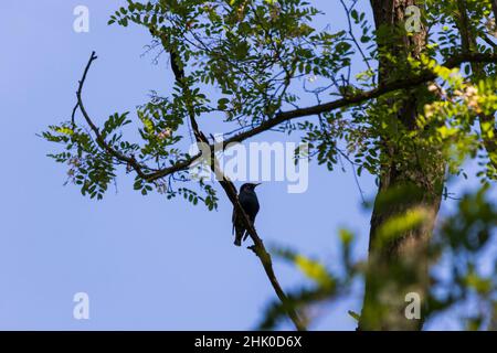 Silhouette di uno scythe che siede in una corona di albero Foto Stock
