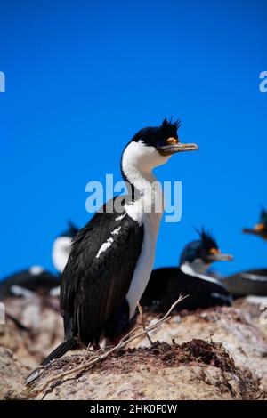 Imperial Shag, cormorano imperiale, Patagonia Argentina Foto Stock