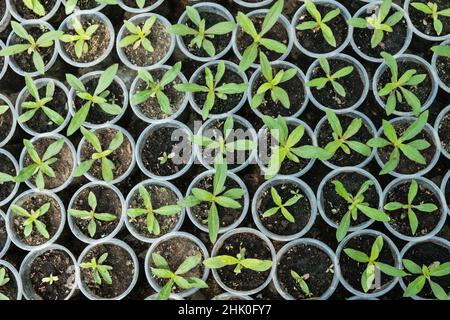 Vista dall'alto per pepare piantine, fogliame giovane di pepare piantine primaverili Foto Stock