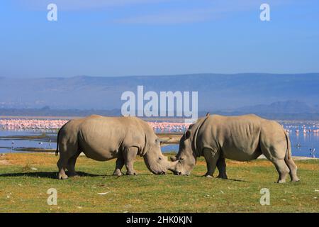 Rinoceronte bianco di fronte al lago Nakuru , Kenya Foto Stock