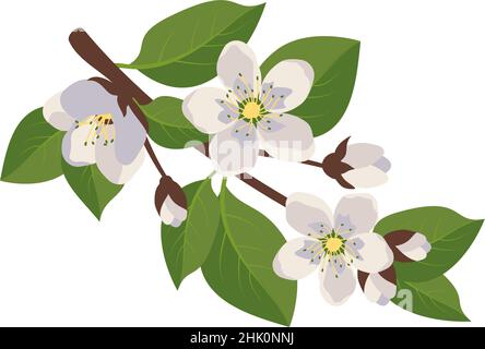 Fiori bianchi sul ramo con foglie e germogli. Decorazione primaverile, piante di alberi da frutto in fiore. Illustrazione piatta vettoriale Illustrazione Vettoriale