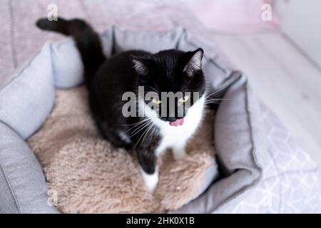 Ben curato giovane gatto bianco e nero sano leccargli il naso con la lingua mentre si siede nel letto per animali domestici, vista dall'alto. Prodotti ecologici per animali domestici. Cura Foto Stock