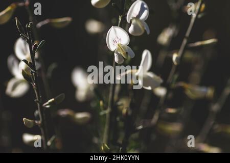 Cytisus fiore bianco scopa pisello-come fiori Foto Stock