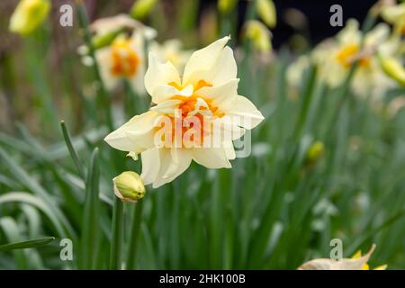 Doppio Narcisis Peach Cobbler fiore Foto Stock