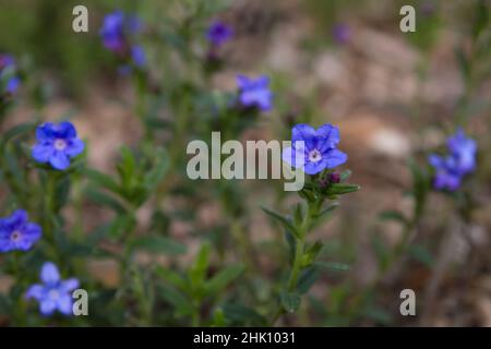 Occhiale strisciante (Glandora prostrata) fiore blu-viola Foto Stock