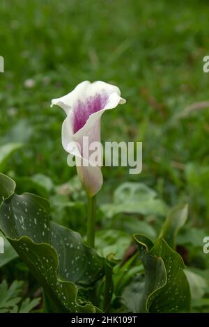 Zantedeschia aethiopica (Calla Giglio) fiore viola Foto Stock