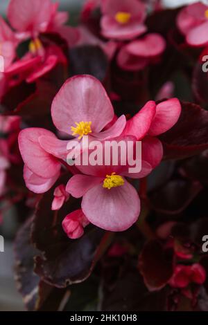 Begonia cullata conosciuta come cera begonia fiori rosa fioritura Foto Stock