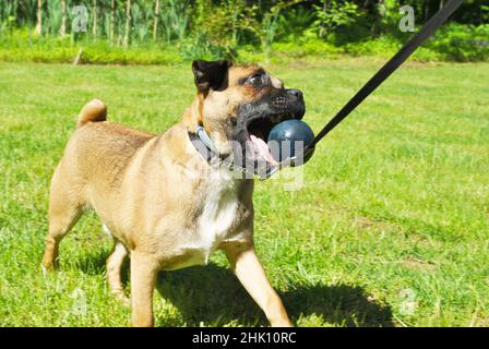 Puppy giocando Ball in un caldo giorno d'estate Foto Stock