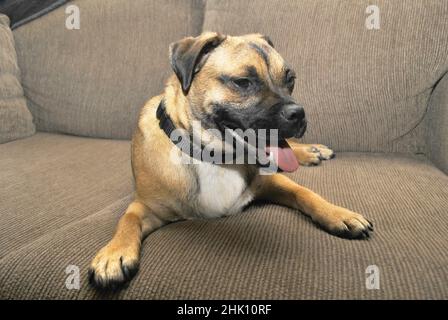 Cucciolo che riposa dopo una dura giornata di gioco Foto Stock