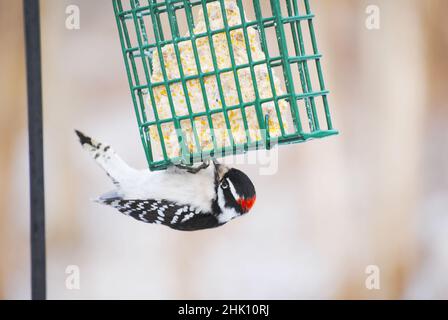 Un'alimentazione Downy Woodpecker dal fondo di un alimentatore Suet Foto Stock