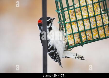 Un'alimentazione Downy Woodpecker dal lato di un alimentatore Suet Foto Stock