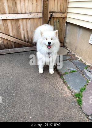 carino cane samoyed Foto Stock