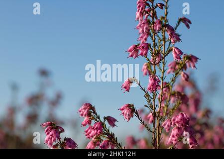 Particolare della brughiera irlandese - Erica Erigenea - fiori rosa fioritura in primavera Foto Stock