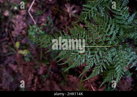 Spleenwort fern irlandese (Asplenium onopteris) fronds verdi Foto Stock