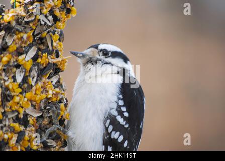 Primo piano di un'alimentazione Downy Woodpecker su Suet Foto Stock