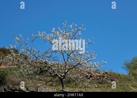 Il Ciliegio che fiorisce in primavera Foto Stock