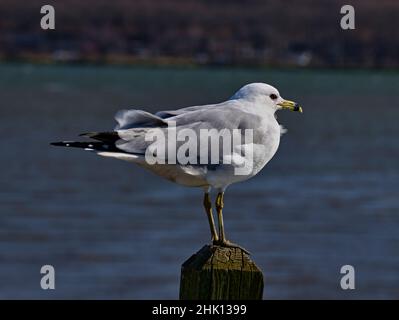 Primo piano del gabbiano ad anello. Che è un gabbiano comune di medie dimensioni o altro grande mare. Il becco relativamente corto è giallo con un anello scuro. Foto Stock