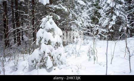 Soffici giovani sprazzi ricoperti di neve tra i tronchi di pini e birch nella foresta invernale in colori freddi. Paesaggio invernale con neve coperta Foto Stock