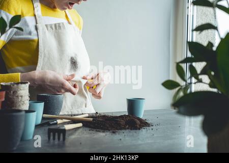 Macchia di terreno sui vestiti. Pianta domestica di trapianting femminile non riconoscibile vicino alla finestra. . Foto di alta qualità Foto Stock