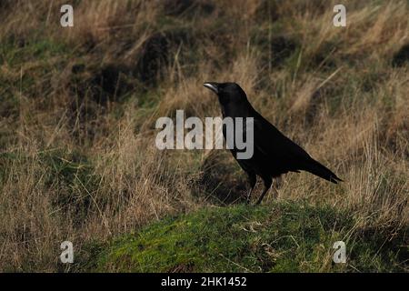 Carrion Crow Corvus corone Foto Stock