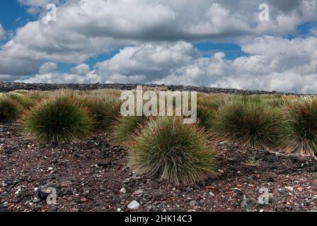 Juncus acutus (brusca corsa) è qui visto sull'isola di Pico nelle Azzorre. Qui è classificato come una specie aliena, invasiva. Foto Stock