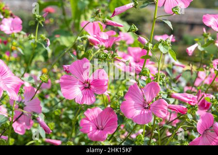 Primo piano di rosa mallow (malva trimestris) fiori in fiore Foto Stock