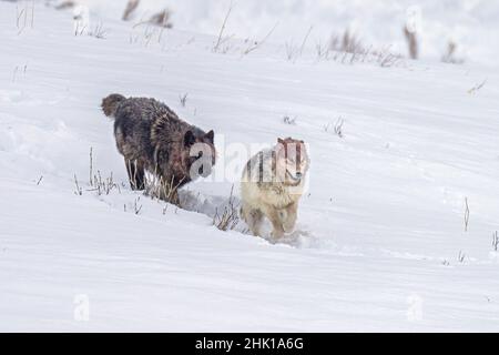 Lupi neri e grigi nella neve Foto Stock