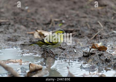 Siskin, Carduelis spinus, singolo uccello da acqua, Warwickshire, gennaio 2022 Foto Stock