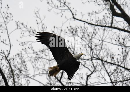 Adulto Bald Eagle flying tree in background Foto Stock